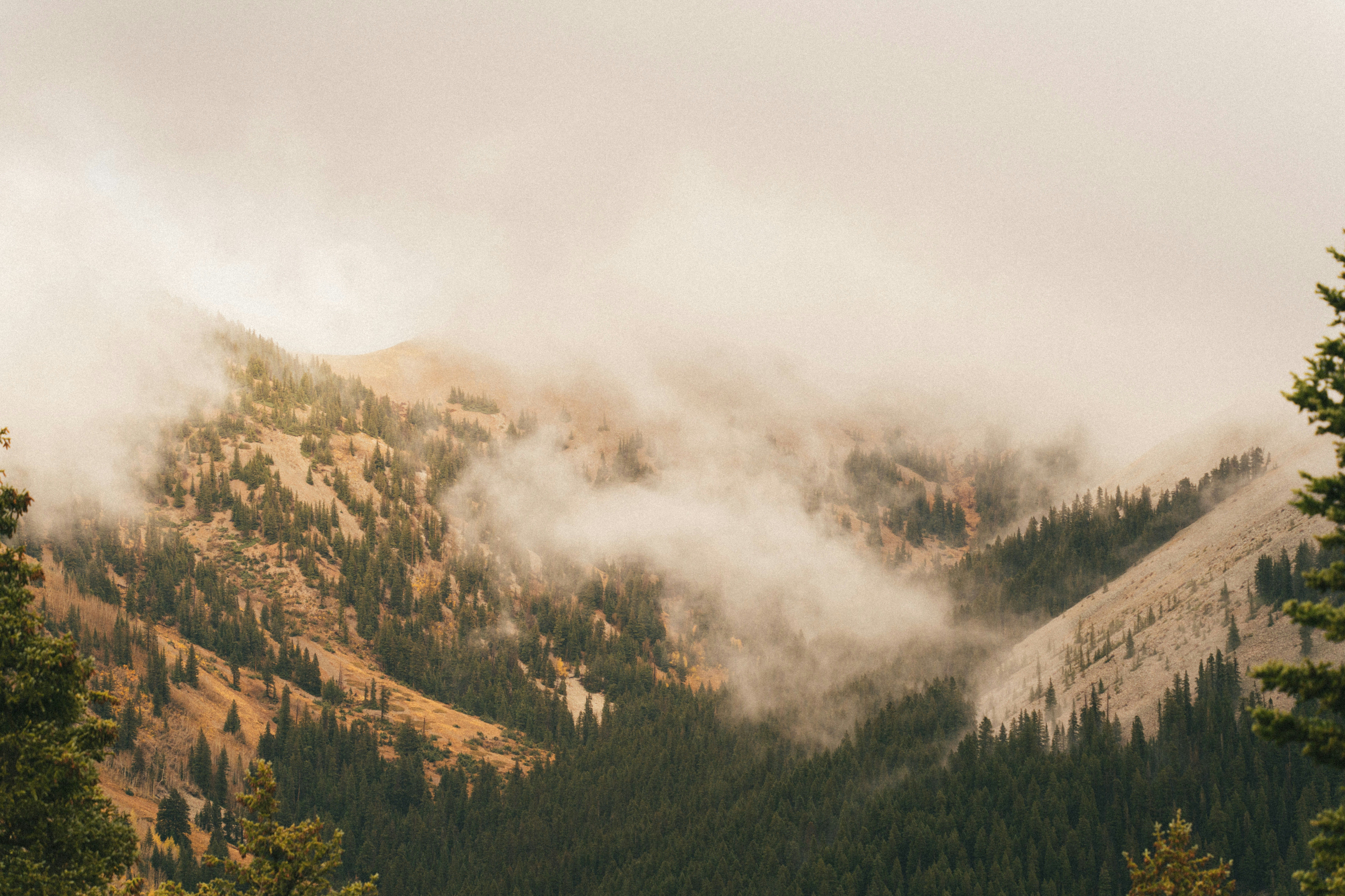 Misty mountains with pine trees and dry grass